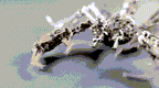 Microworld-juegos de rompecabezas de Metal 3D, Kits de modelos Spider King, Warcraft de acero, rompecabezas ensamblado DIY