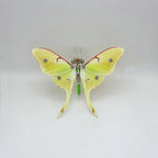 Polilla Steampunk Metal 3D 200 piezas