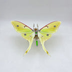 Polilla Steampunk Metal 3D 200 piezas