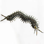 Ciempiés Metal 3D