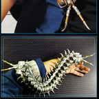 Ciempiés Metal 3D