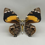 Mariposa Delias Mysis Steampunk Metal 3D 200 piezas