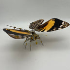 Mariposa Delias Mysis Steampunk Metal 3D 200 piezas