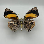 Mariposa Delias Mysis Steampunk Metal 3D 200 piezas