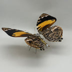 Mariposa Delias Mysis Steampunk Metal 3D 200 piezas