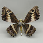 Mariposa Caligo Eurilochus Steampunk Metal 3D 200 piezas
