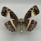Mariposa Caligo Eurilochus Steampunk Metal 3D 200 piezas