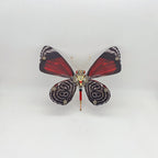 Mariposa Diaethria Dodone Steampunk Metal 3D