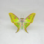 Mariposa Graellsia Isabellae Steampunk Metal 3D