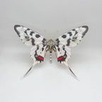 Mariposa Graphium Agamemnon Steampunk Metal 3D