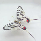 Mariposa Graphium Agamemnon Steampunk Metal 3D