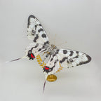 Mariposa Graphium Agamemnon Steampunk Metal 3D