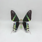 Mariposa Ideopsis Similis Steampunk Metal 3D