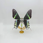 Mariposa Ideopsis Similis Steampunk Metal 3D