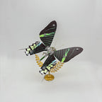 Mariposa Ideopsis Similis Steampunk Metal 3D