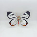 Mariposa Lepidoptera Steampunk Metal 3D