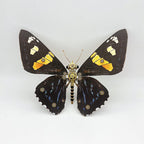Mariposa Papilio Rumanzovia Steampunk Metal 3D