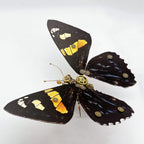 Mariposa Papilio Rumanzovia Steampunk Metal 3D