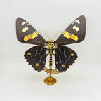 Mariposa Papilio Rumanzovia Steampunk Metal 3D