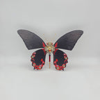 Mariposa Papilio Rumanzovia Steampunk Metal 3D v2