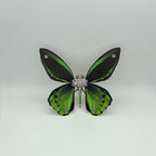 Mariposa Troides Aeacus Steampunk Metal 3D
