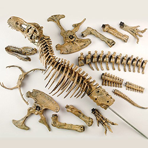 Esqueleto Fósil Tiranosaurio Rex Metal 3D