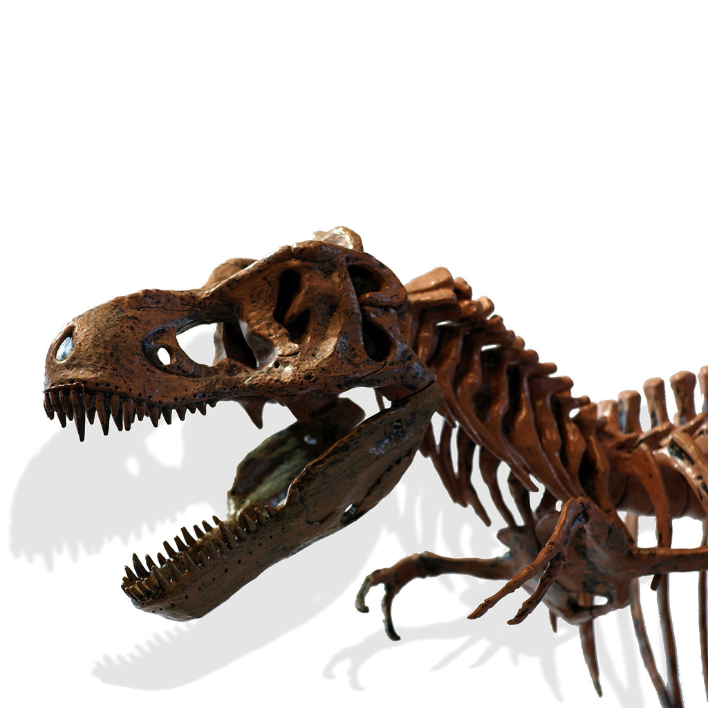 Esqueleto Fósil Tiranosaurio Rex Metal 3D