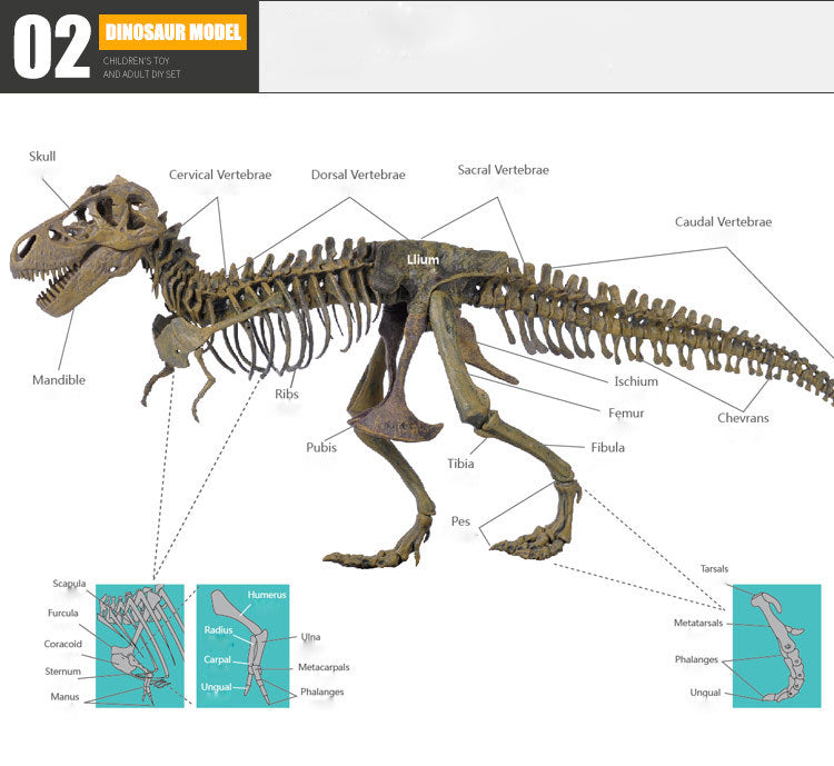 Esqueleto Fósil Tiranosaurio Rex Metal 3D
